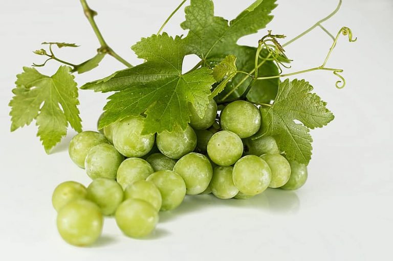 When Is Grape Season And Types Of Grapes